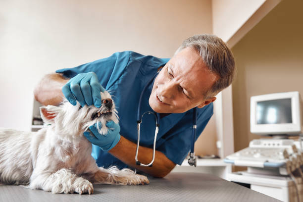 Best Emergency Treatment for Dental Infections or Abscesses in La Presa, CA